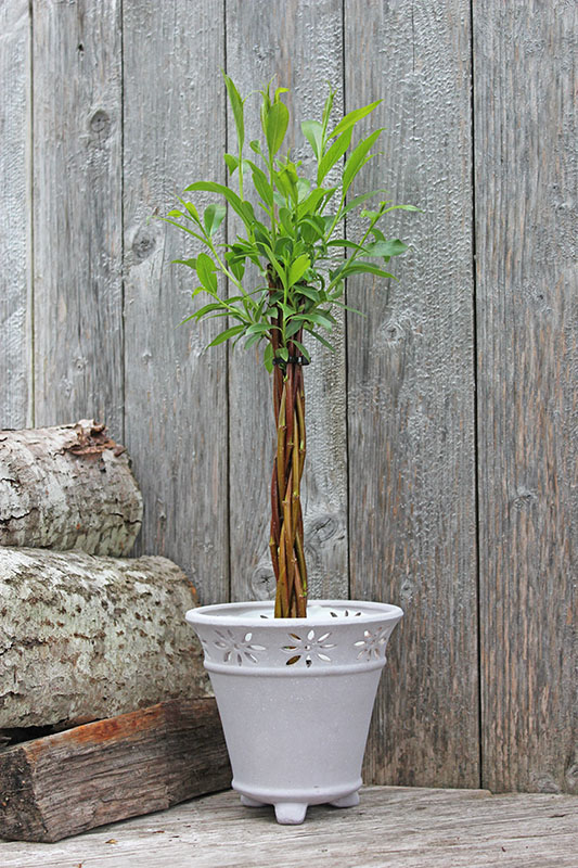 Willow tree with a twisted stem planted in a pot