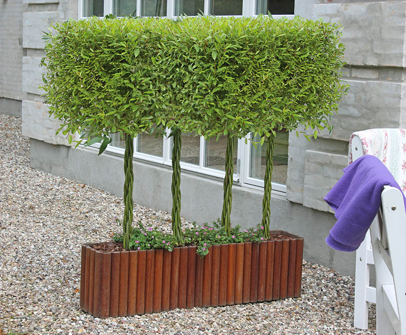 Hedge of four examples of The Willow Wand to introduce the freqeuntly asked questions section