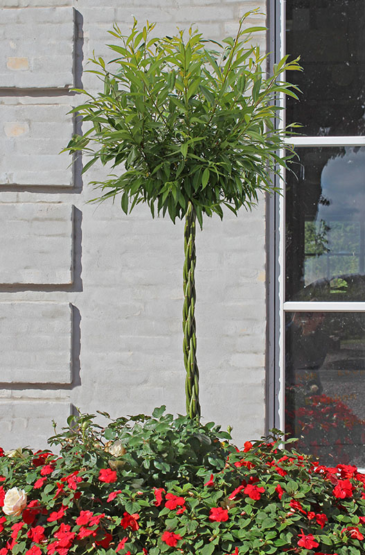 Willow tree with a twisted stem planted with red flowers
