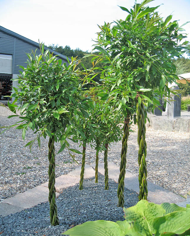 Willow trees with twisted stems plantet in different heights