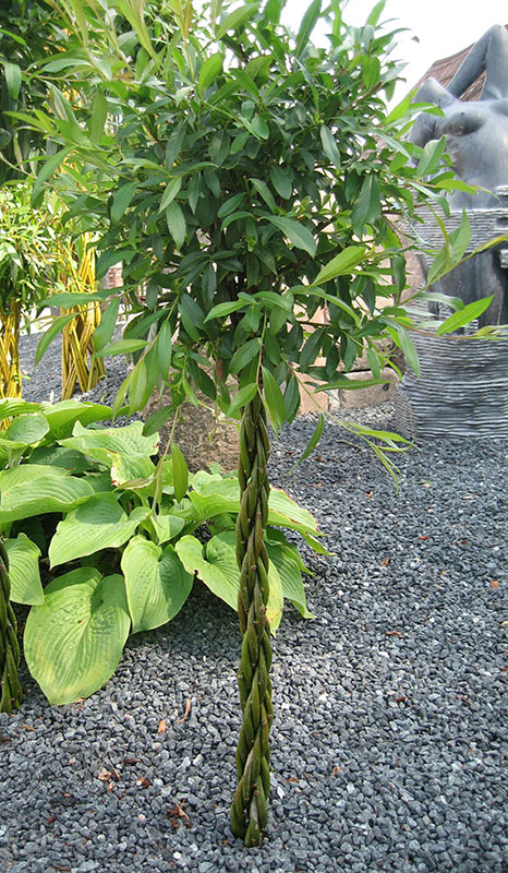 Willow tree with a twisted stem in the green
